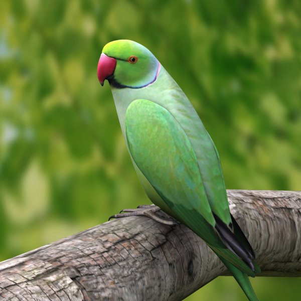 Parrot